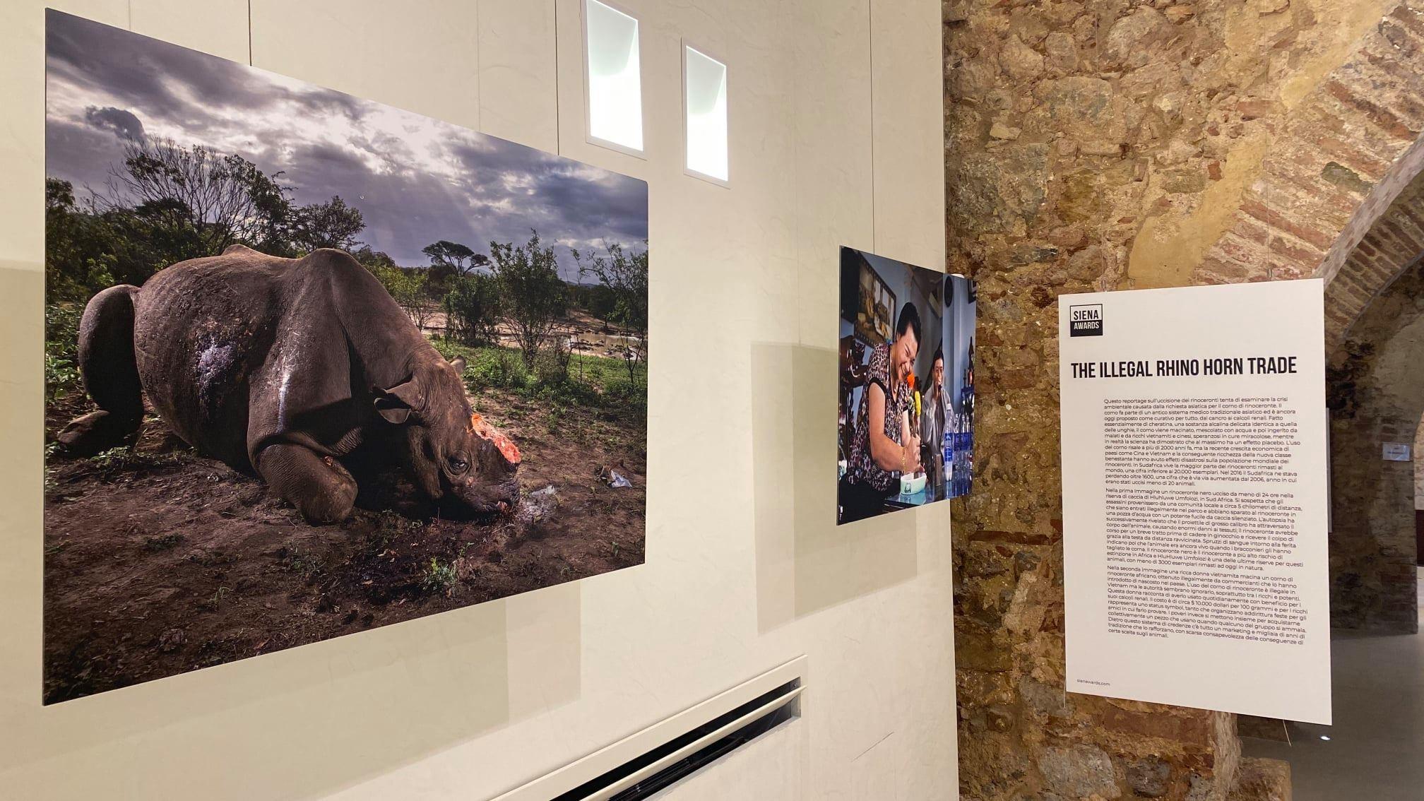 The "Brent Stirton, an icon of photojournalism” exhibition at Cultural Center “La Tinaia” - Comune di Sovicille