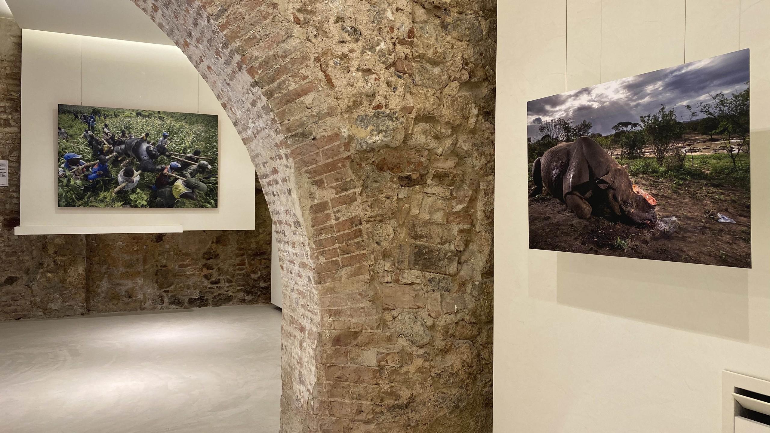 The "Brent Stirton, an icon of photojournalism” exhibition at Cultural Center “La Tinaia” - Comune di Sovicille