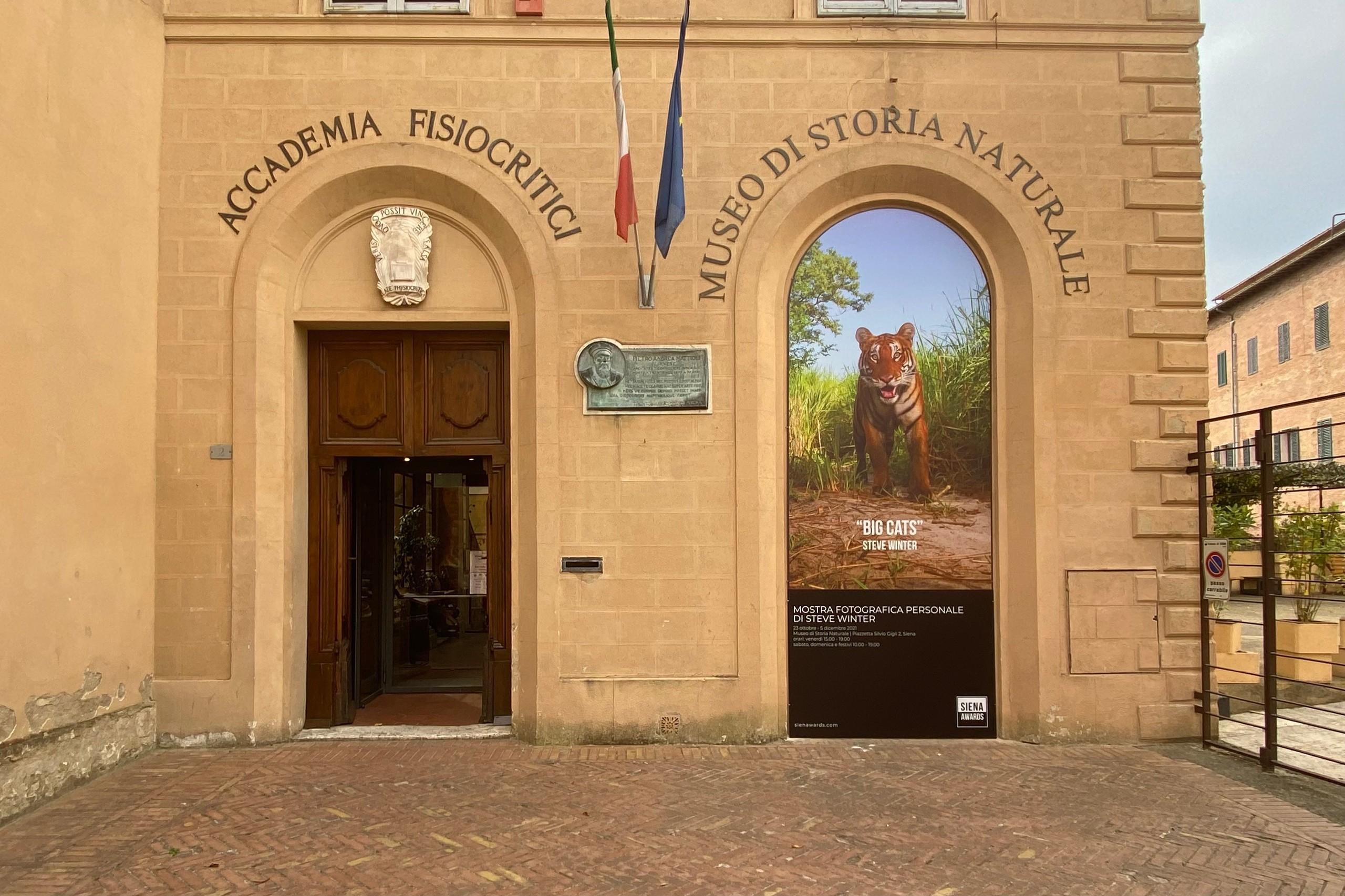 Exhibition "Big Cats" by Steve Winter at Museum of Natural History